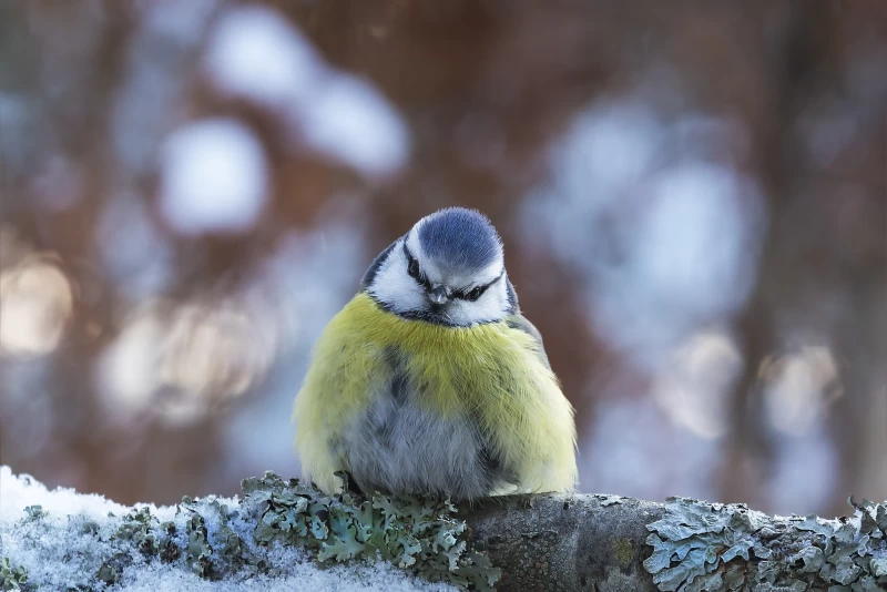 Animal Titmouse Birds Passerines Wallpaper