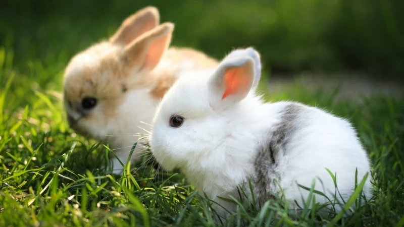 Cute Bunnies 4K Wallpaper