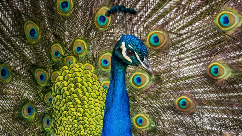 Peafowl Wallpaper