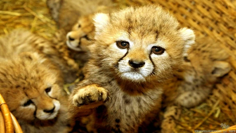 Cute Baby Animal  Wallpapers Wallpaper