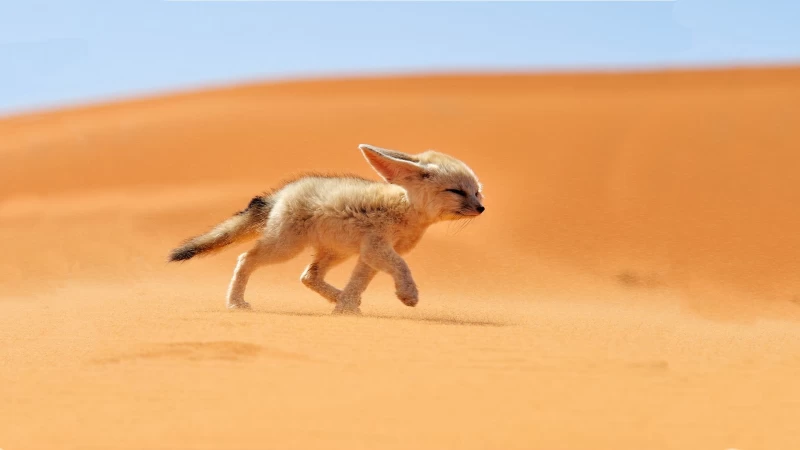 desert, Fox, Animals Wallpapers