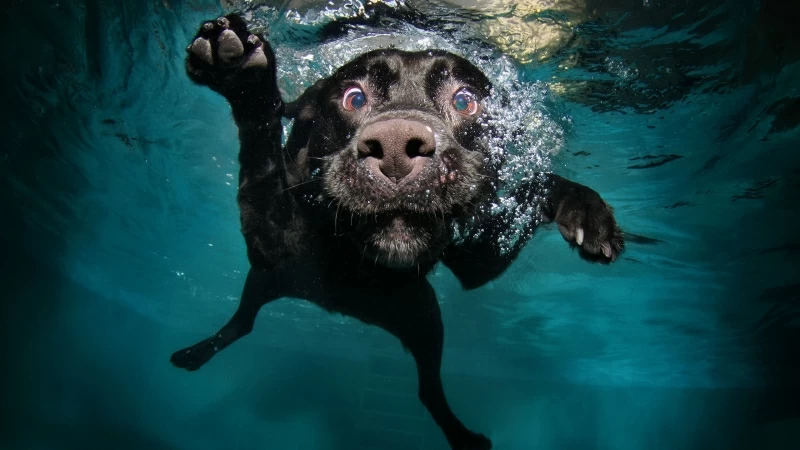 Dog Black Underwater 4K HD Wallpaper