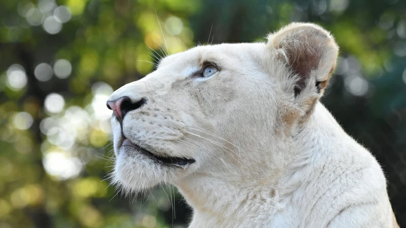 White Lion Head 4K HD Wallpaper