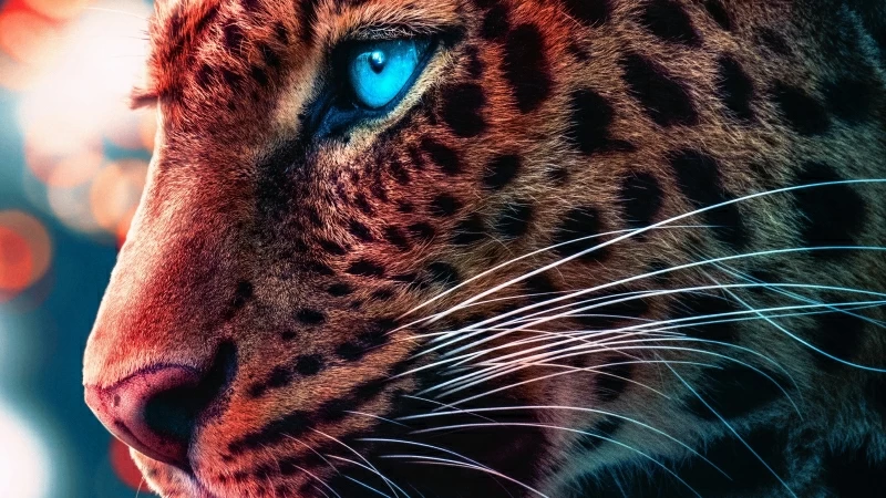 Cheetah Magical Eyes 4K HD Wallpaper