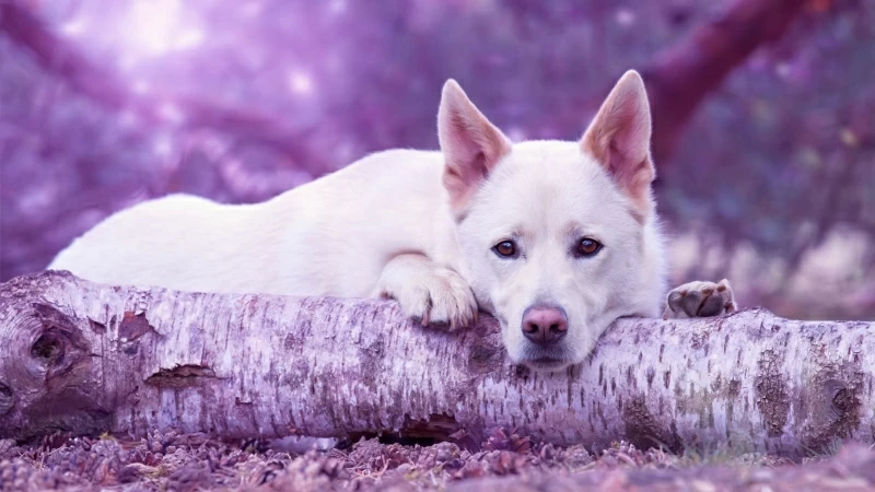 Dog Muzzle Log Lying 4K HD Wallpaper