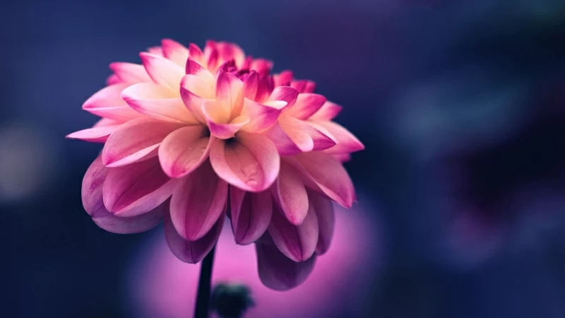 Flower Pink Petals Bud Close Up 4K HD Wallpaper