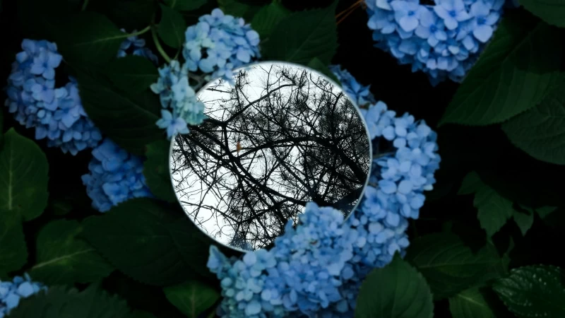 Flowers Mirror Branches Trees Leaves 4K HD Wallpaper