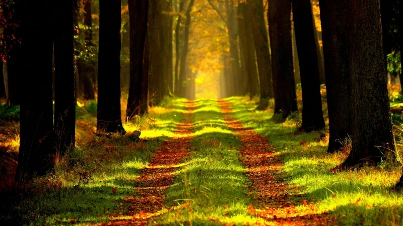 Forest Autumn Path Fog 4K HD Wallpaper