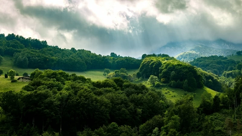 Green Forest Trees Rays 4K HD Wallpaper