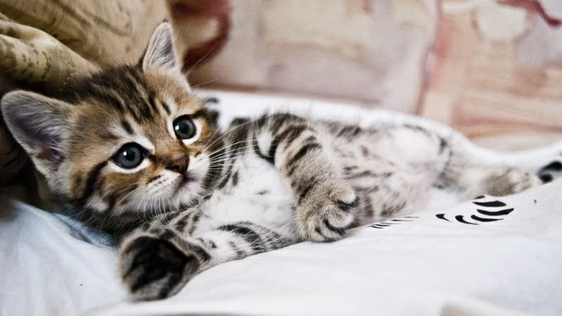 Kitten Lying Striped Small Cute 4K HD Wallpaper