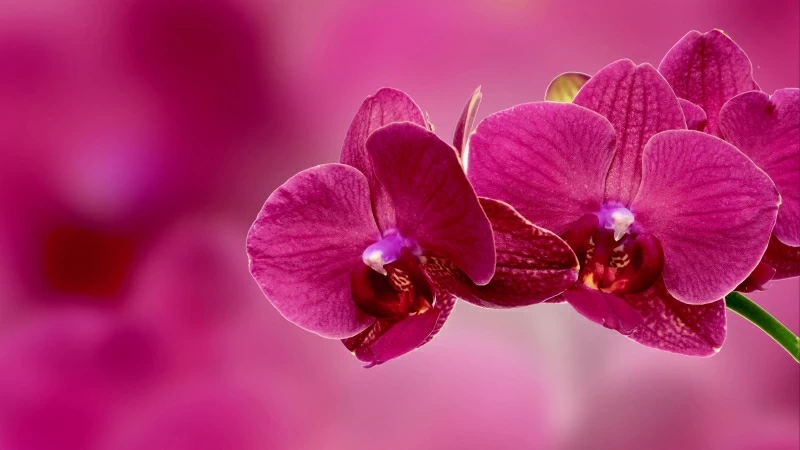 Orchid Flower Petals Pink 4K HD Wallpaper