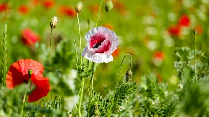 Poppy Garden 4K HD Wallpaper