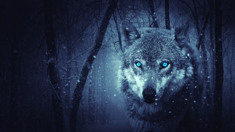 Wolf Predator Photoshop Art 4K HD Wallpaper