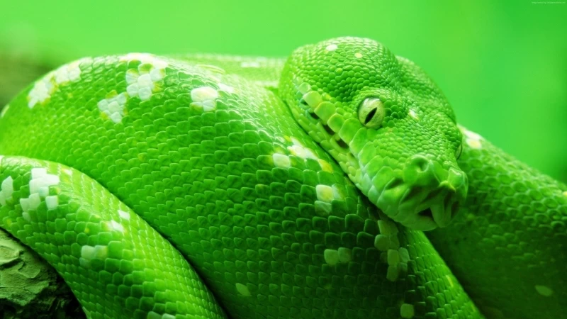 Bow Tree Green Snake 4K HD Wallpaper