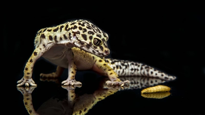 Leopard Gecko 4K 5K HD Wallpaper