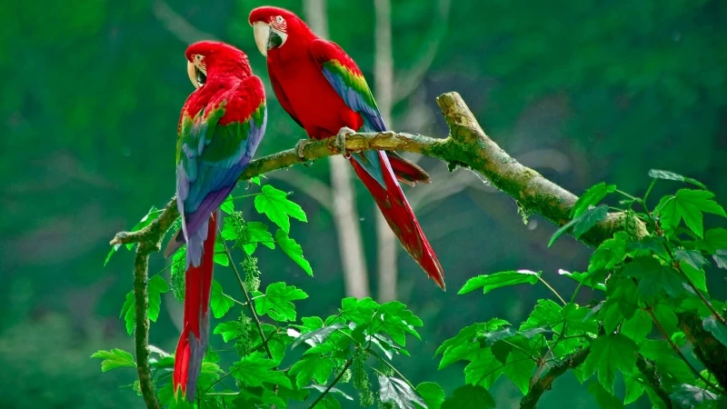 Red And Green Macaw 4K HD Wallpaper