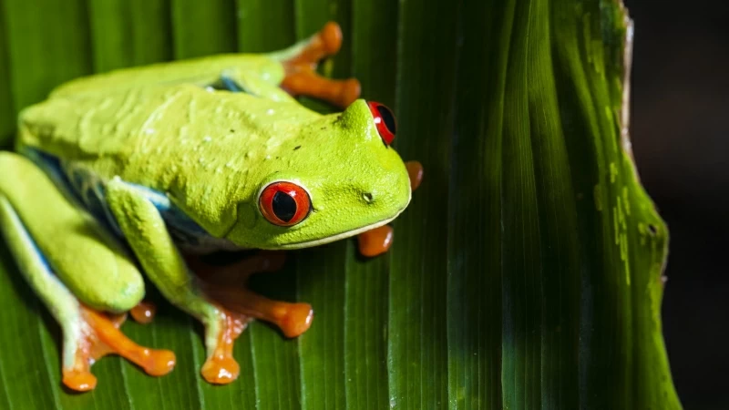 Red Eyed Tree Frog 4K HD Wallpaper