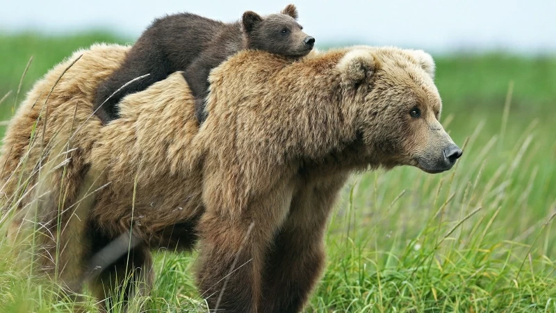 Riding Bear Back HD Wallpaper