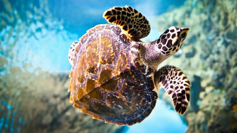 Tortoise Under Water 4K 8K HD Wallpaper