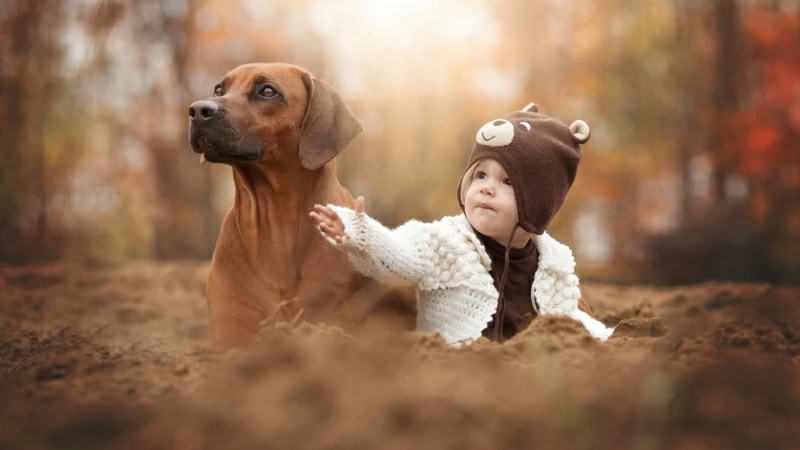 Adult Short Coated Brown Dog Animals Baby Hat 4K HD Wallpaper