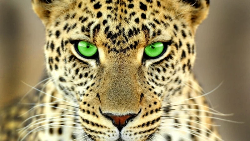 Animals Big Cats Green Eyes Leopard 4K HD Wallpaper