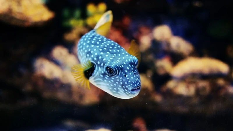 Blue Fish Solo Under Water 4K 5K HD Wallpaper