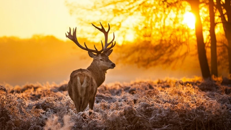 Brown Deer Nature Animals Trees Sunset 4K HD Wallpaper