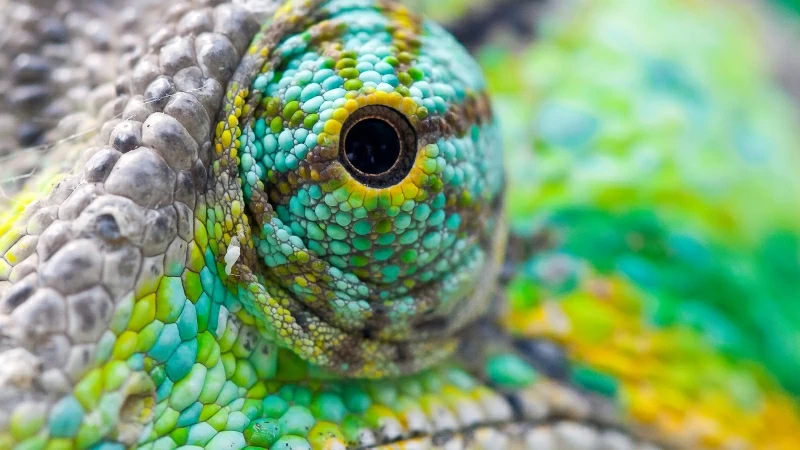 Chameleon Eye 4K HD Wallpaper