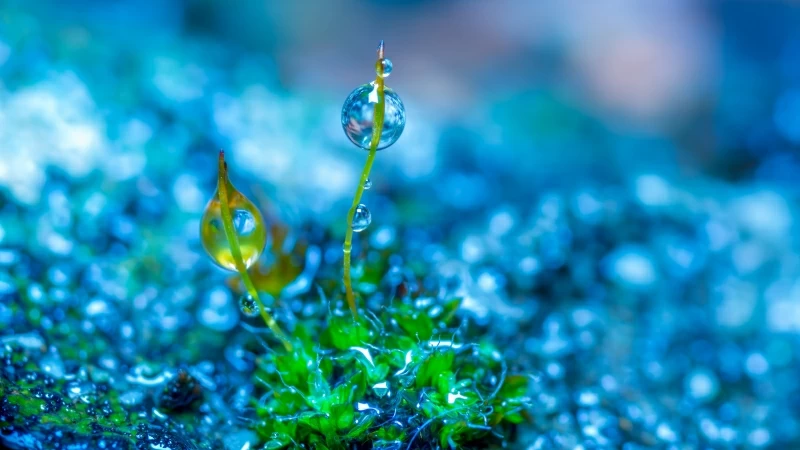 Green Leaf Grass With Water Drop 4K HD Wallpaper