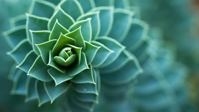 Macro Plants Succulent Depth Of Field Nature Leaves 4K HD Wallpaper