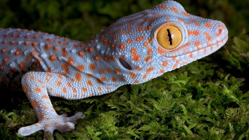 Orange And Gray Gecko Animals Nature Yellow Eyes 4K HD Wallpaper