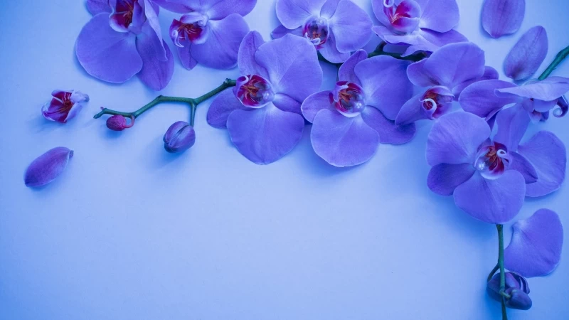 Orchid Flower 4K 5K HD Wallpaper