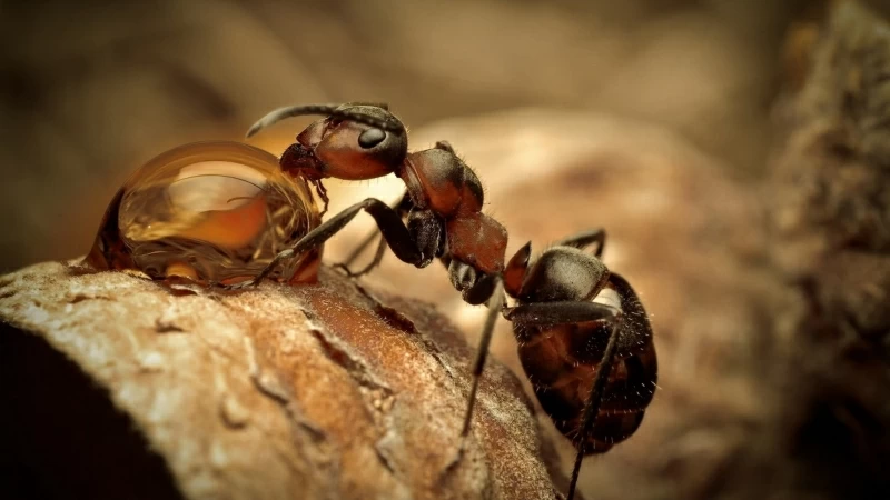 Red And Black Ant Nature Water Drops Macro 4K HD Wallpaper