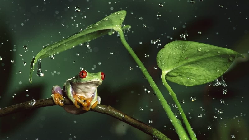 Red Frog Holding Leaf Rain HD Wallpaper