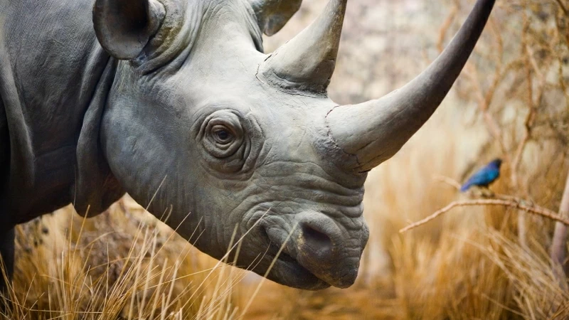 Rhinoceros Rhino Los Angeles 4K HD Wallpaper