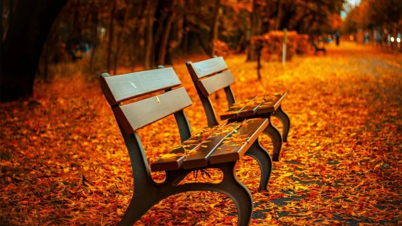 Two Brown Wooden Slatted Benches Fall Leaves 4K HD Wallpaper