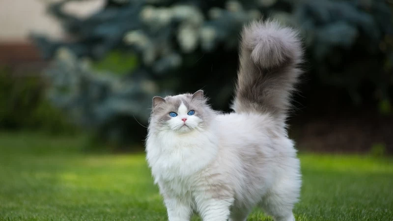 White And Gray Persian Cat Grass Green Blue Eyes 4K HD Wallpaper