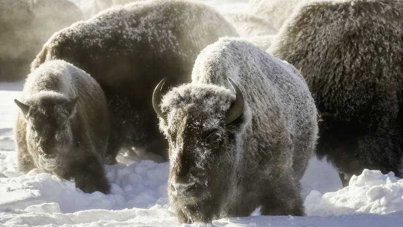 Buffalo Snow 4K HD Wallpaper