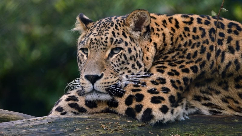 Leopard Ultra Hd 4K HD Wallpaper