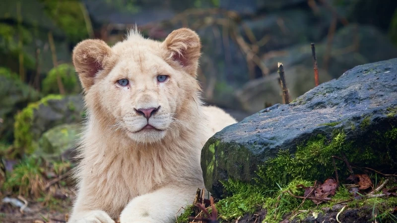 Lion Big Cats 4K HD Wallpaper