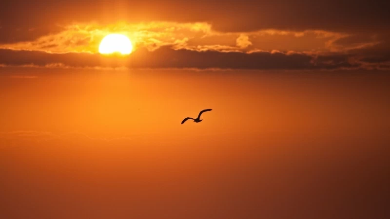 Orange Sun Disk Bird Fly Freedom 4K HD Wallpaper