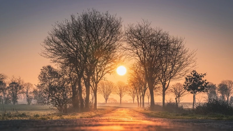 Sunrises And Sunsets Trees Sun Fog 4K HD Wallpaper