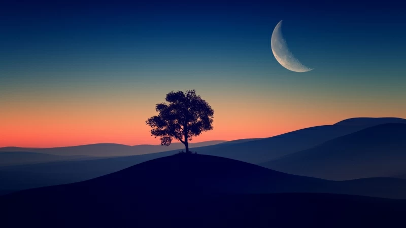 Tree Alone Dark Evening 4K HD Wallpaper