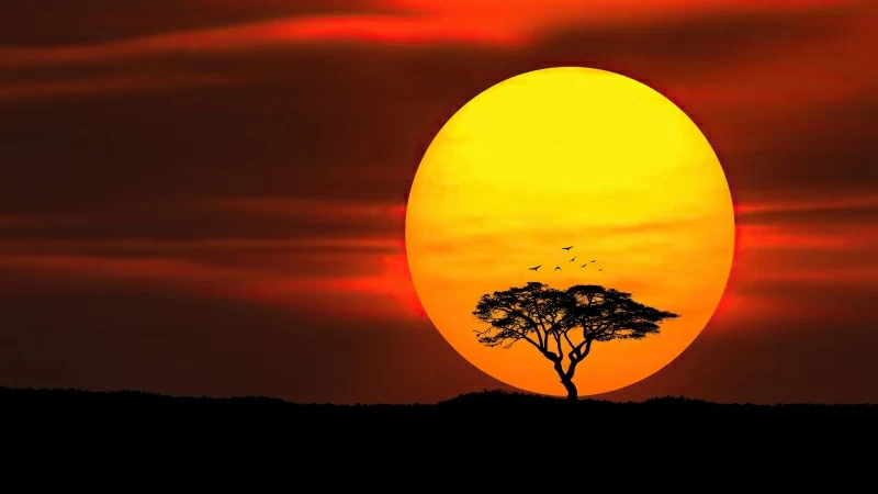 Umbrella Thorn Sunset 4K HD Wallpaper