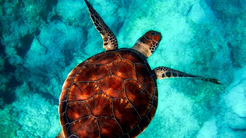 Brown And White Tortoise On Clear Blue Water 4K HD Wallpaper