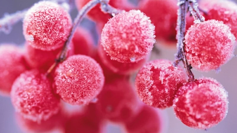 Cherry Fruits Macro Food Frost Pink Red 4K HD Wallpaper