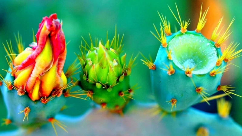 Closeup Cactus Plant Nature Flowers Thorns Colorful 4K HD Wallpaper