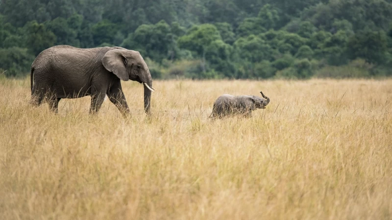 Elephant With Baby Trees Forest 4K 5K HD Wallpaper