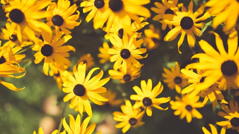 Flower Yellow Garden 4K HD Wallpaper