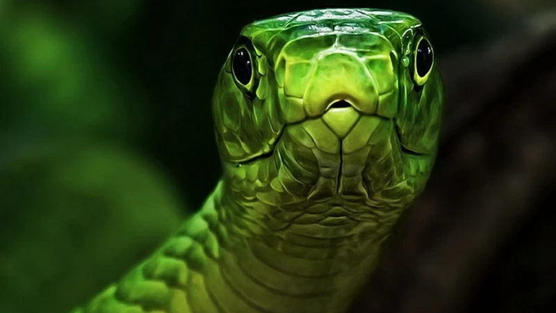 Green And Gray Snake Animals 4K HD Wallpaper